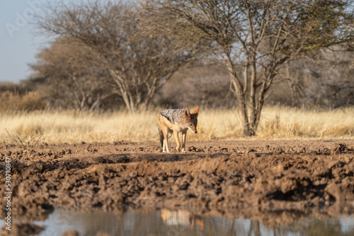 A jackal searching for prey in the grasslands of the Kalahari Desert in Namibia.