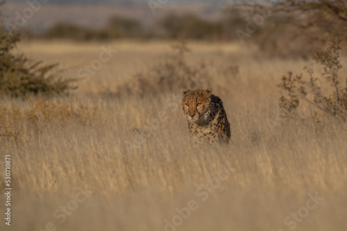 A cheetah searching for prey in the grasslands of the Kalahari Desert in Namibia.