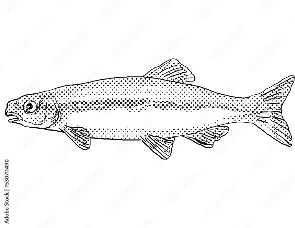 Cartoon style drawing of a bluntnose minnow or Pimephales notatus