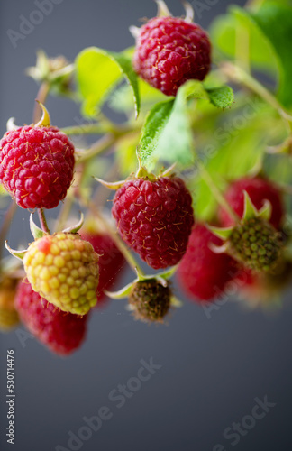 Fresh Organic Raspberries on Branch 