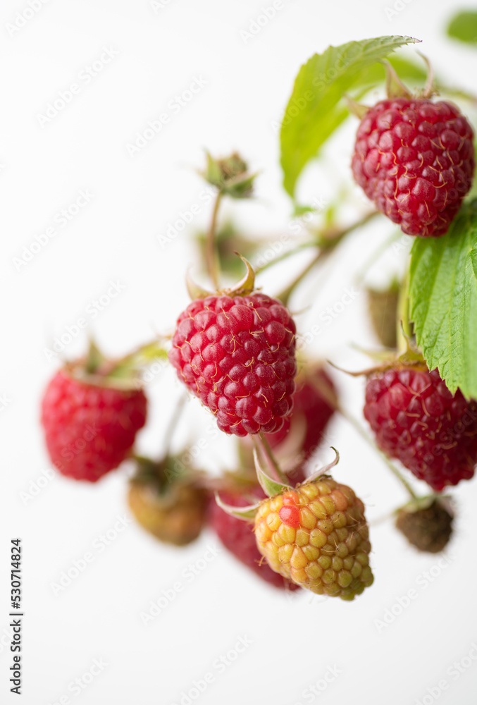 Fresh Organic Raspberries on Branch Fresh Organic Raspberries on Branch