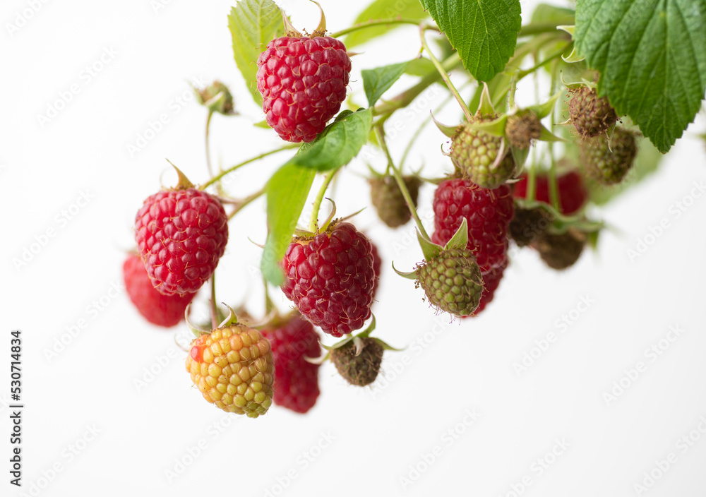 Fresh Organic Raspberries on Branch Fresh Organic Raspberries on Branch