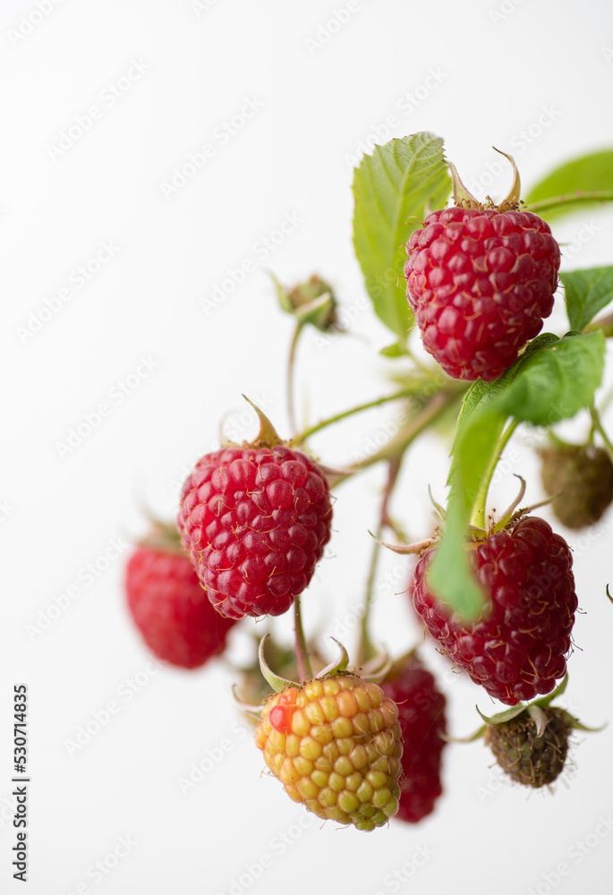 Fresh Organic Raspberries on Branch Fresh Organic Raspberries on Branch