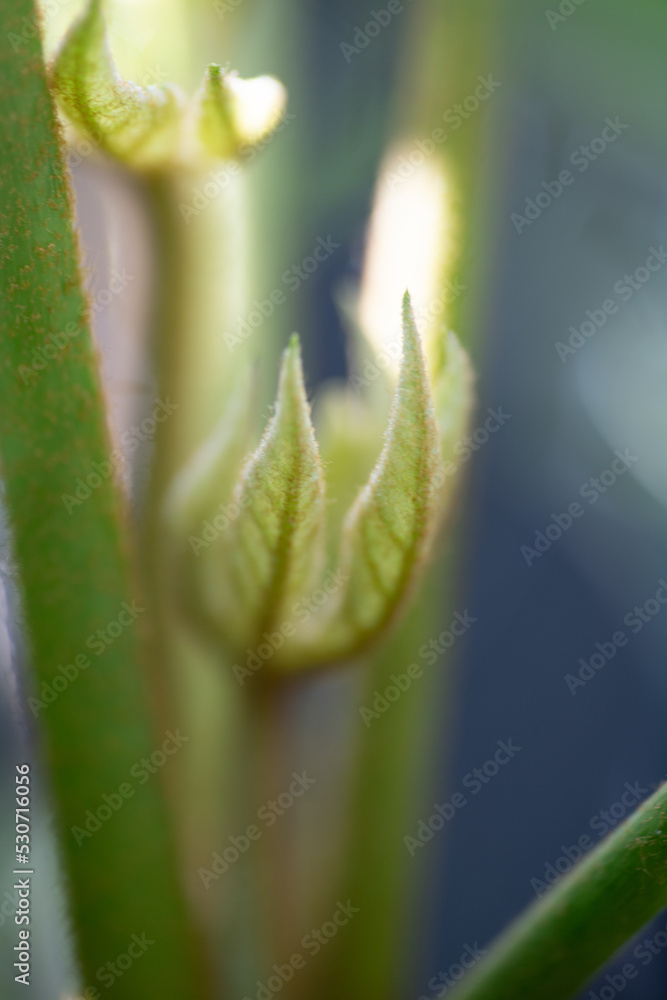 Close up of leaf of Variegated Fatsia Japonica Plant Close up of leaf of Variegated Fatsia Japonica Plant