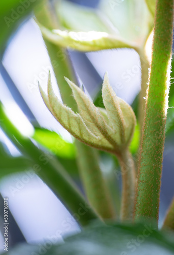 Close up of leaf of Variegated Fatsia Japonica Plant