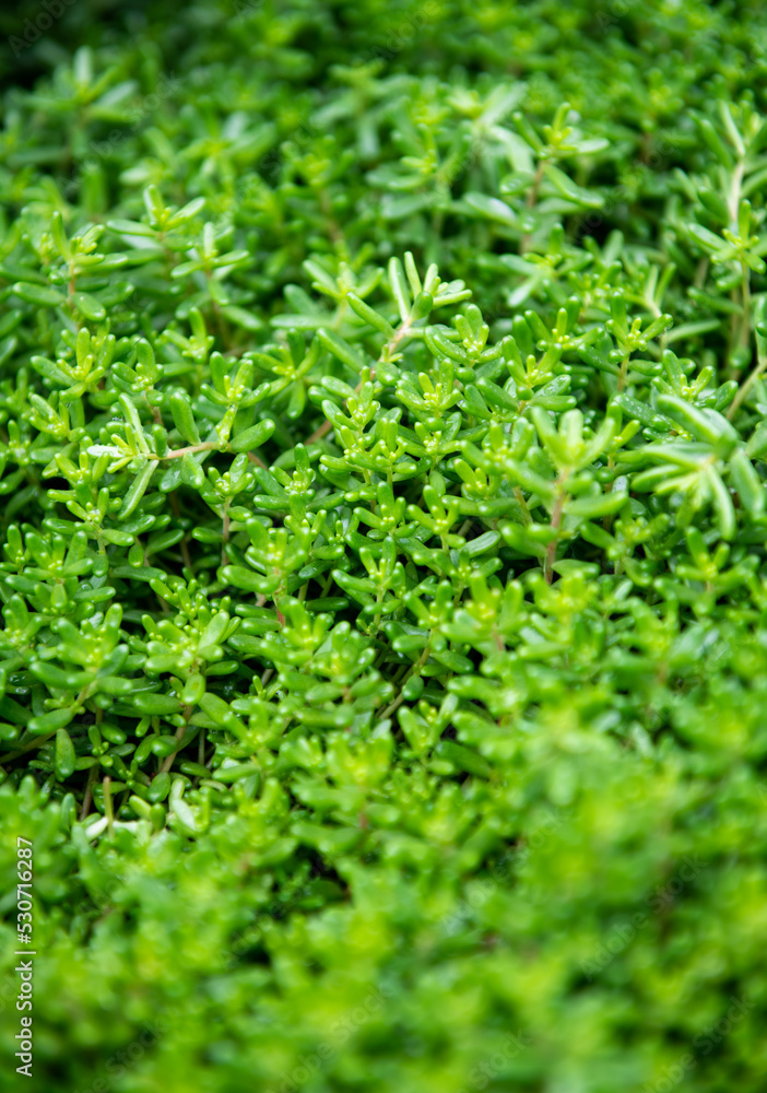 Close up of Sedum Plant Groundcover Close up of Sedum Plant Groundcover