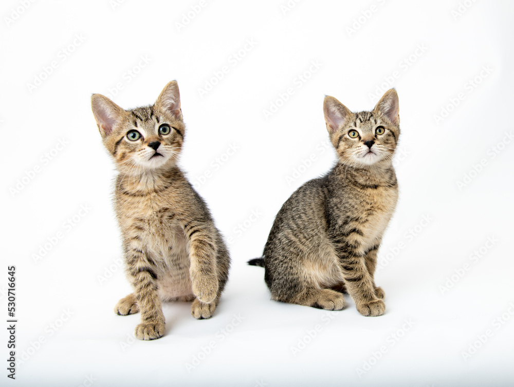 Young Short haired Tabby Kitten on White Background