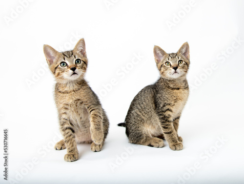 Fototapeta Naklejka Na Ścianę i Meble -  Young Short haired Tabby Kitten on White Background