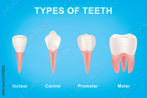 Different Types of Teeth from Canine and Incisor to Molar and Premolar photo