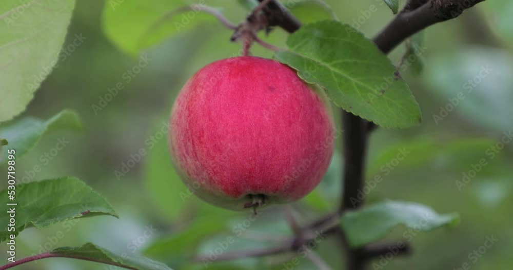 Red Rubinola apples on a tree in Finland Red Rubinola apples on a tree in Finland