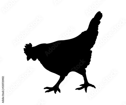 Photo Hen or chicken silhouette isolated in white background