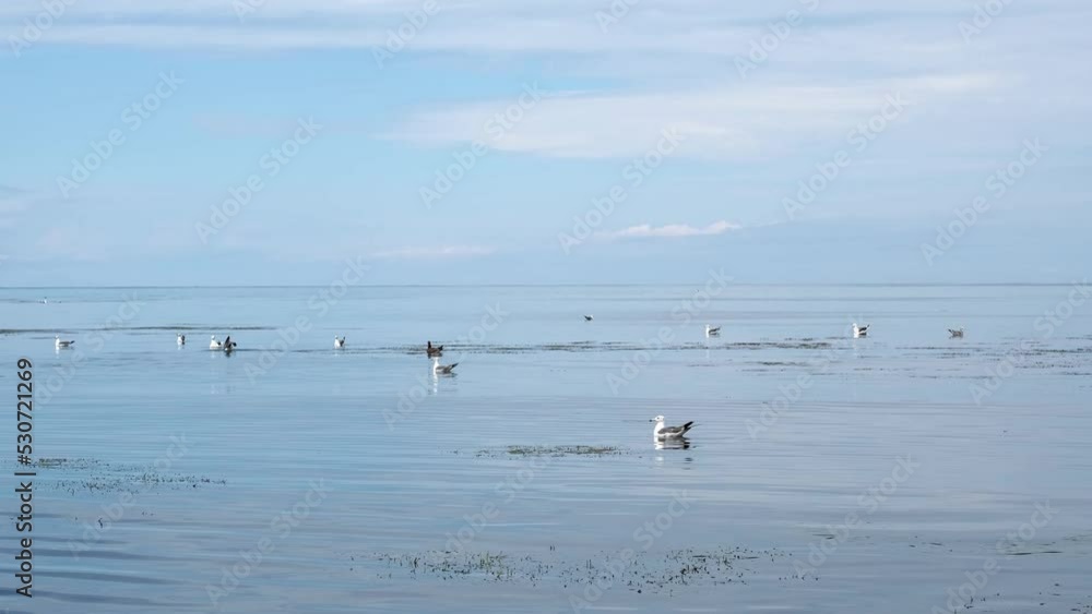 Seagulls swim and fly over the sea. Seagulls swim and fly over the sea.