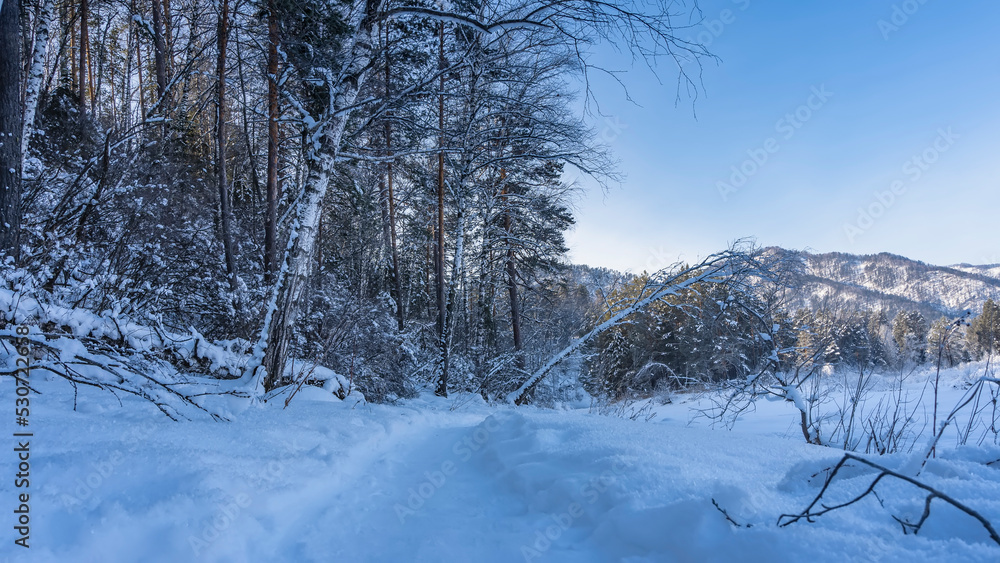 The path is trampled in the snow. Snowdrifts on the roadsides. A tree covered with a layer of snow bent over the pathway. Mountains against a clear blue sky. Altai The path is trampled in the snow. Snowdrifts on the roadsides. A tree covered with a layer of snow bent over the pathway. Mountains against a clear blue sky. Altai