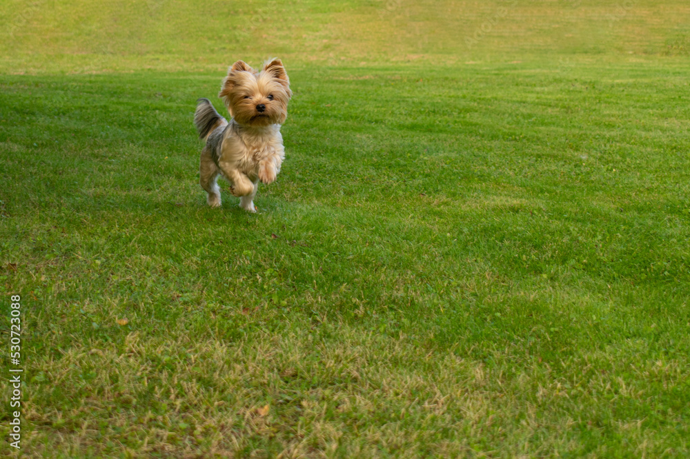 Yorkshire terrier resting on green grass Yorkshire terrier resting on green grass