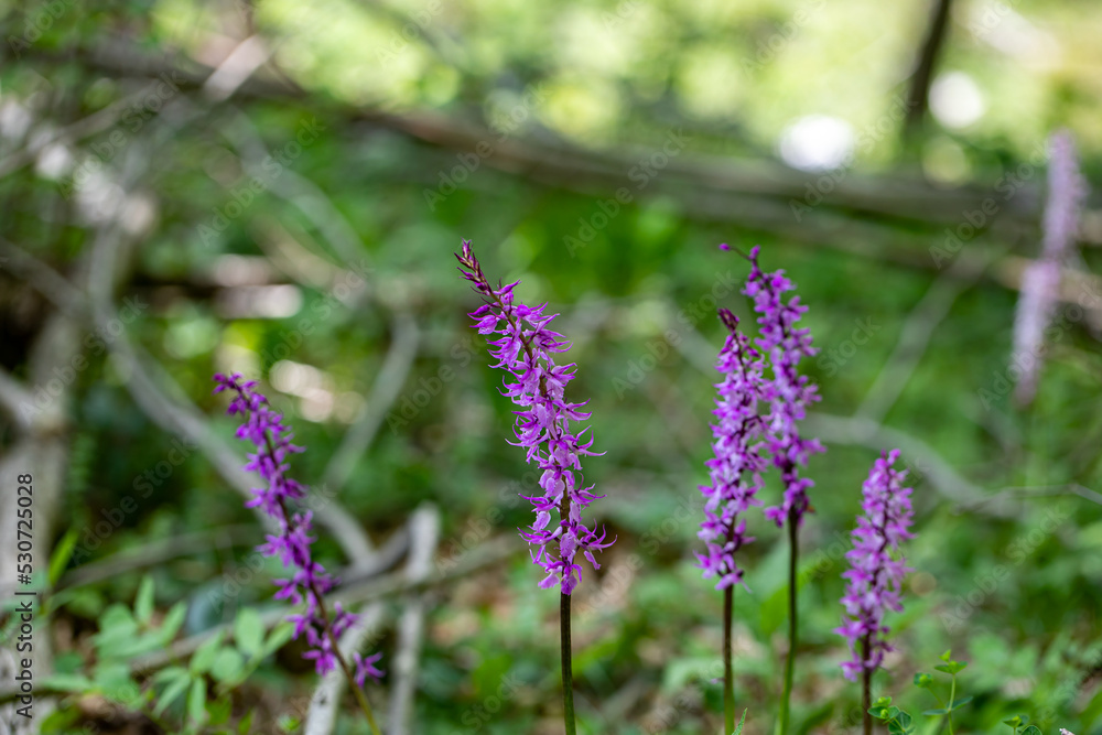 Orchis mascula flower growing in meadow, close up Orchis mascula flower growing in meadow, close up