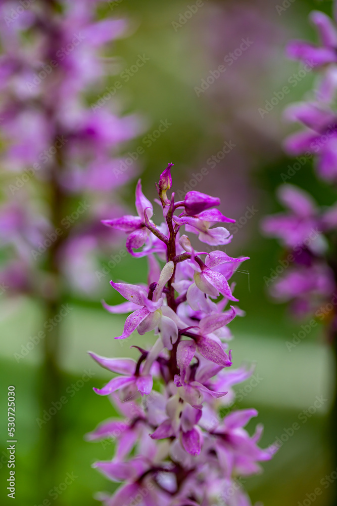 Orchis mascula flower growing in meadow, close up
