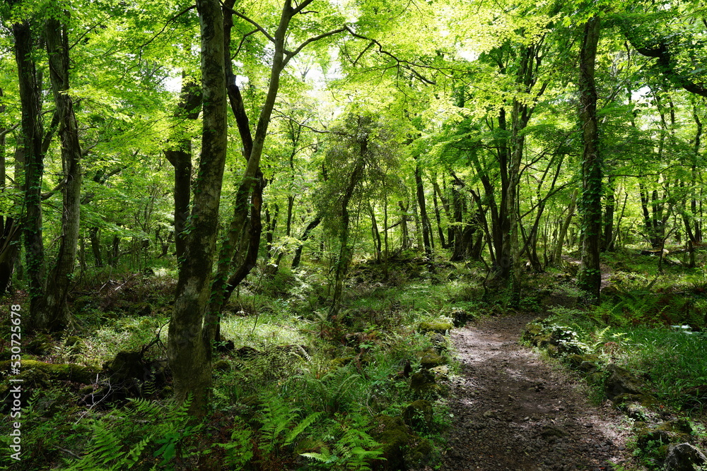 fresh green forest with path in the gleaming sunlight