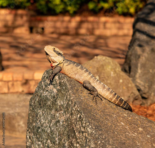 A lizard sunbathing on rocks