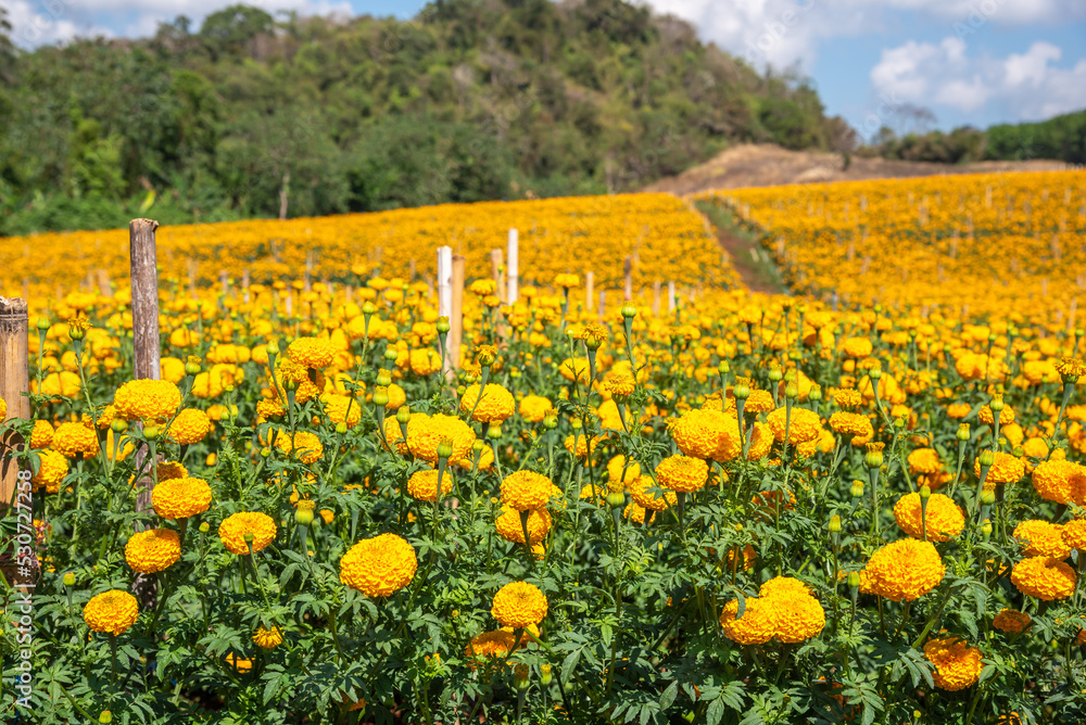 Marigold flower field meadow crop and planted in Thailand.