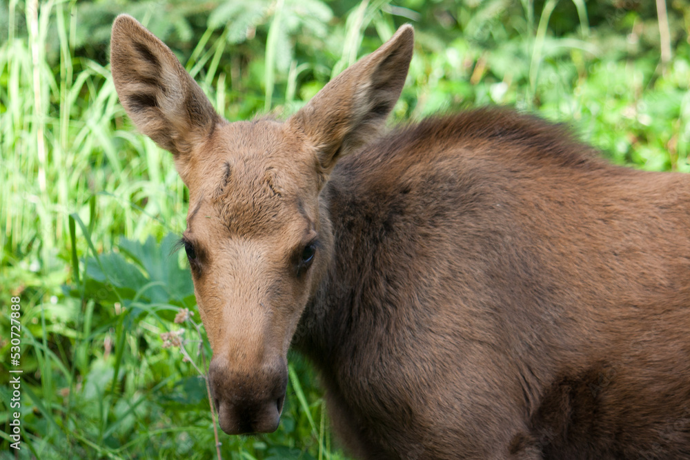 Moose Calf Moose Calf