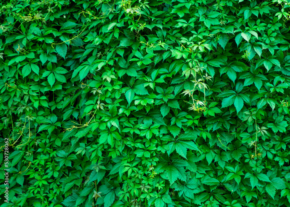 green leaves background green leaves background