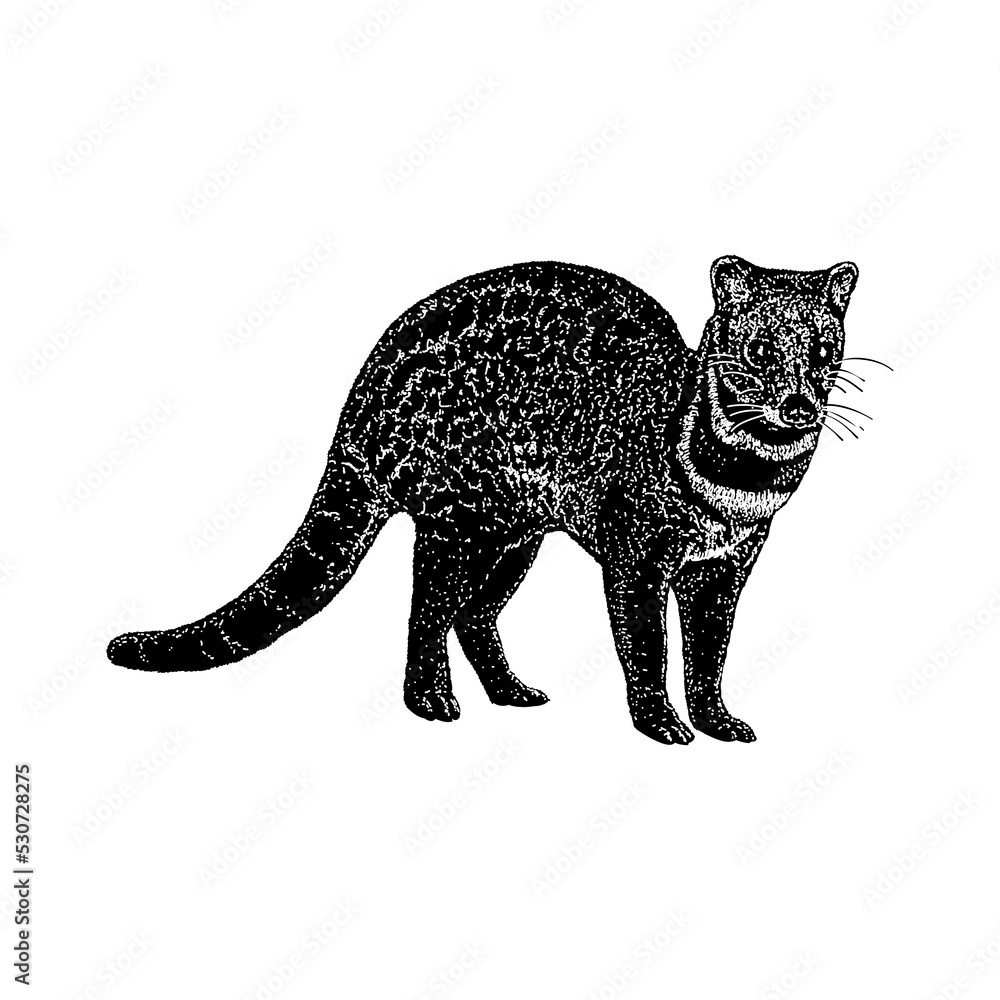 Obraz premium Malayan Civet hand drawing vector illustration isolated on background