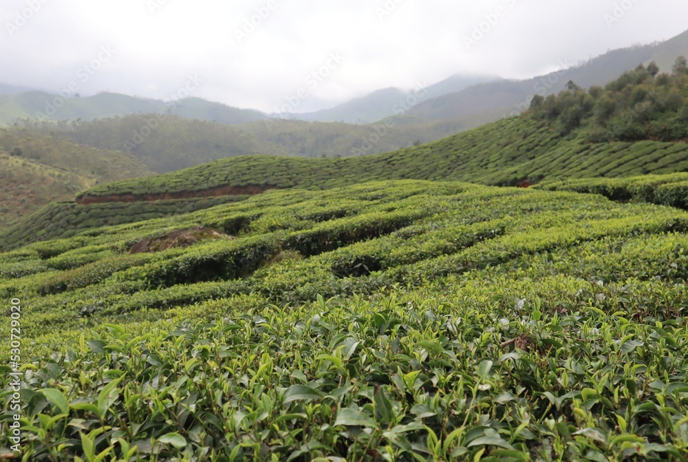 A photograph of selectively focused tea leaves on the tea garden at Munnar with a greenish and dark cloudy background. A photograph of selectively focused tea leaves on the tea garden at Munnar with a greenish and dark cloudy background.