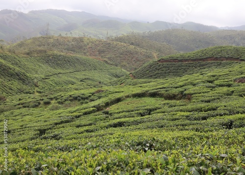 A photograph of selectively focused tea leaves on the tea garden at Munnar with a greenish and dark cloudy background.
