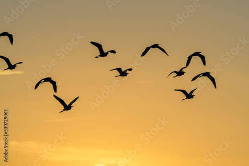 夕焼けと野鳥  © KsDesign