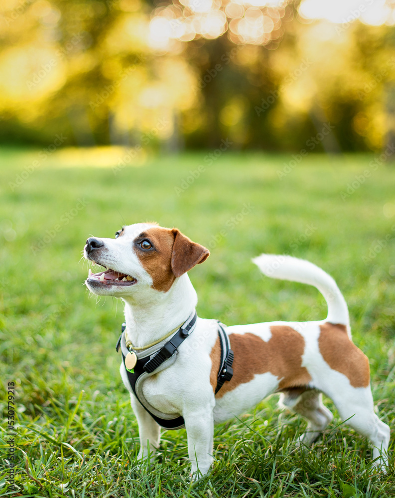 A dog of the Jack Russell breed stands on a blurred background of trees and green grass. A beautiful dog has a leash and a collar. It is on the background of the sunset. The photo is blurred