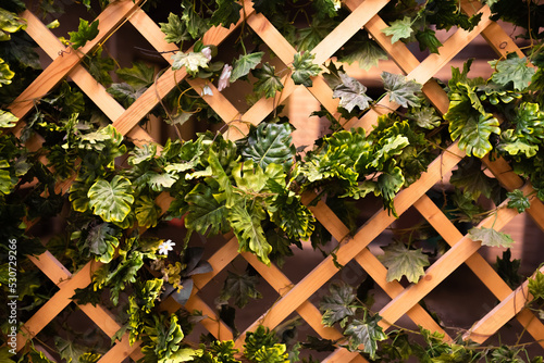 Green leaves on a wooden trellis. Wooden lattice on the veranda of a country house photo