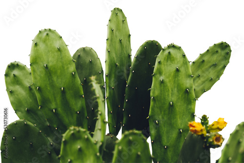 Cactus, Opuntia cochenillifera with flowers on white background with clipping path, Succulent, Cacti, Cactaceae, Tree, Drought tolerant plant.