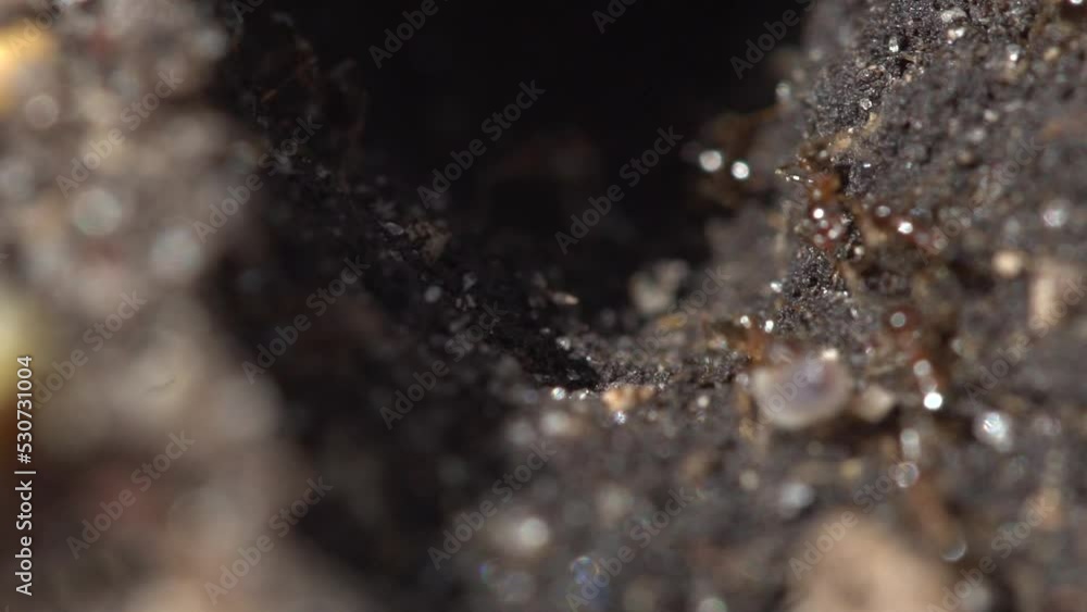 Close up macro view of red ants traveling in hole, carrying eggs larvae animal insect wildlife Close up macro view of red ants traveling in hole, carrying eggs larvae animal insect wildlife