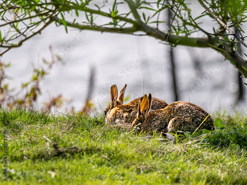 Wild RabbitS © david hutchinson