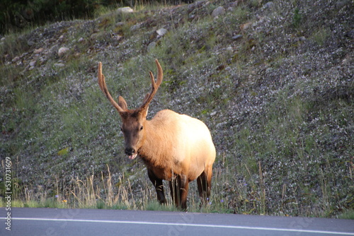 Wallpaper Mural bull elk in park national park Torontodigital.ca