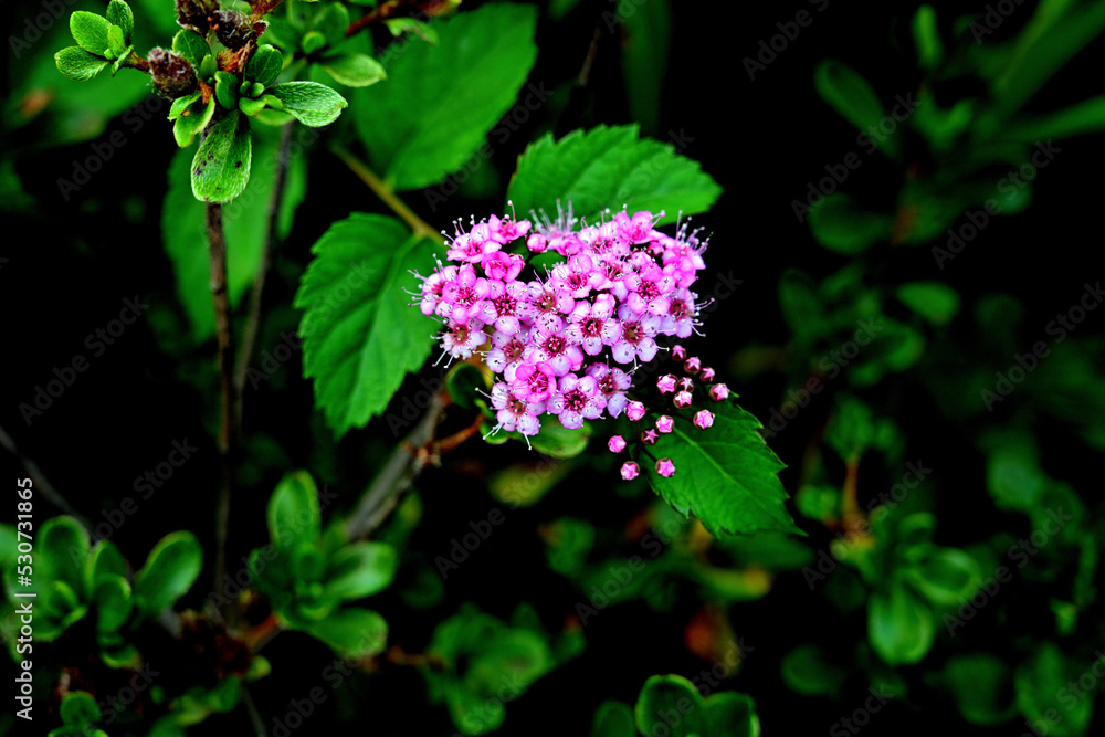 flowers in the garden