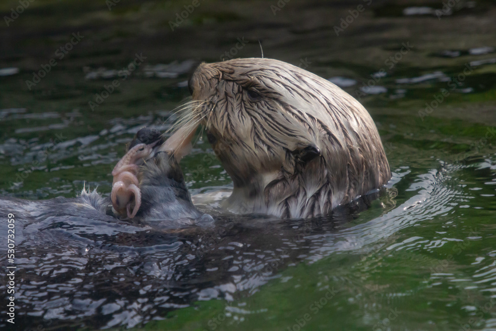 Fototapeta premium A California Sea otter having a snack