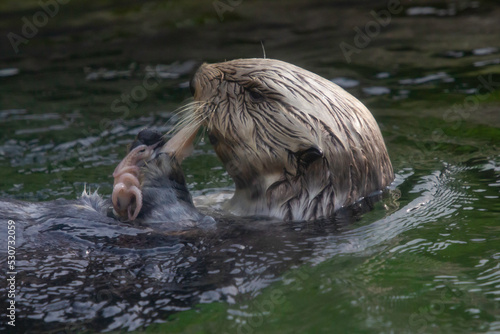 A California Sea otter having a snack