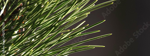 Fotografie Coniferous tree branch