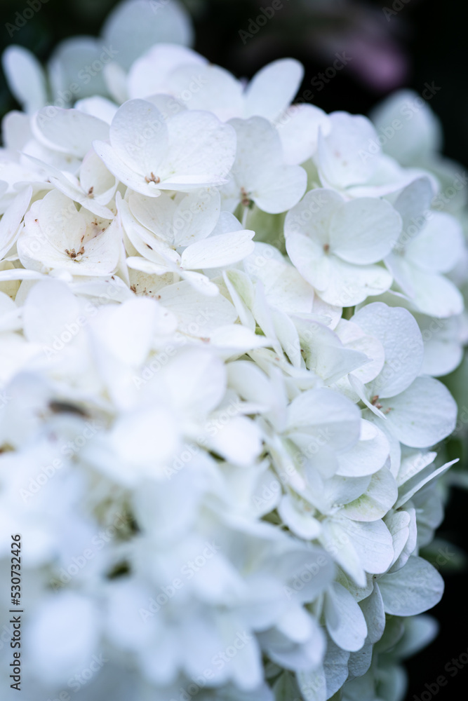 White caps of hydrangea flowers in the garden macro White caps of hydrangea flowers in the garden macro