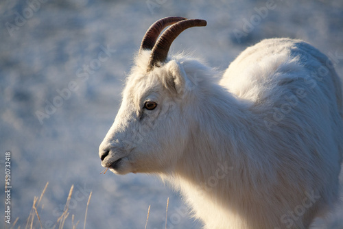 Dall Sheep Ewe