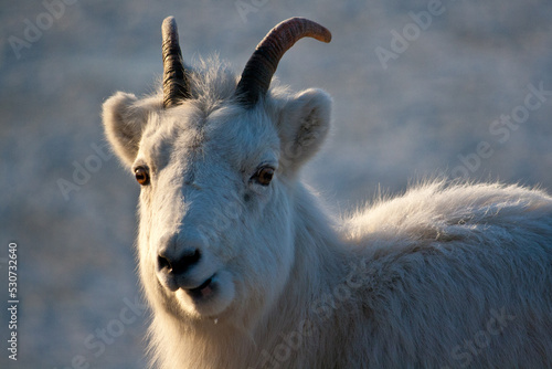 Dall Sheep Ewe
