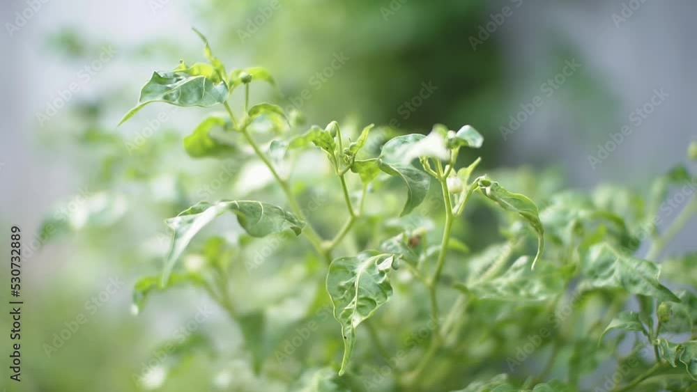 Green chili flowers on a tree in a rural home organic garden in Indonesia Green chili flowers on a tree in a rural home organic garden in Indonesia