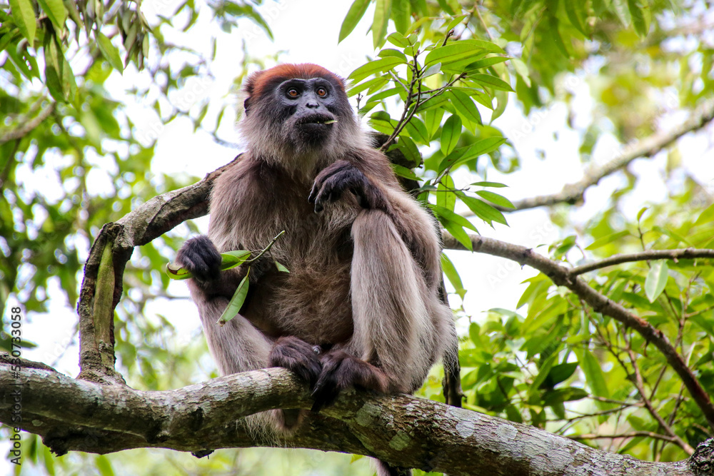 Fotografie Ugandan red colobus monkey in a tree