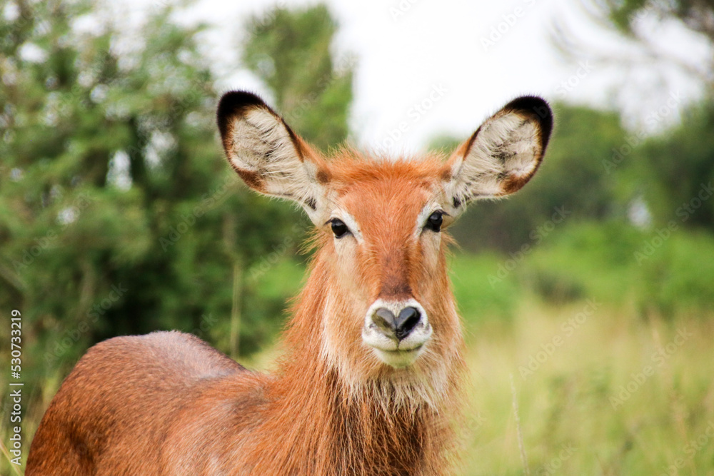 Waterbuck in the savannah, Uganda Waterbuck in the savannah, Uganda