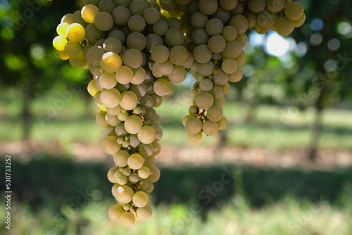 Brush white grapes blurred background. Ripe yellow grapes close up view. A bunch of grapes before harvest. Beautiful vine on a green background. Ripe grapes in the sun. photo