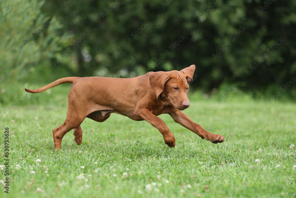 Cute active Hungarian Vizsla puppy outdoors