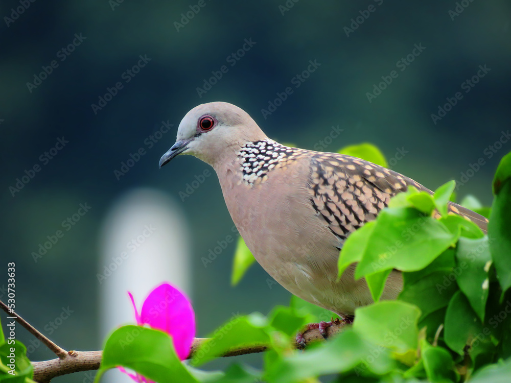 Spotted dove on the branch. Great details of a Spotted dove. Bird photography. Spotted dove on the branch. Great details of a Spotted dove. Bird photography.