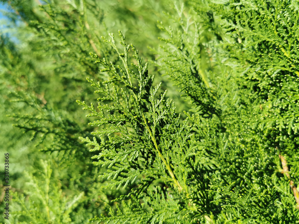 Juniper, thuja, cypress. Juniperus bush, close up. Background with green branches, leaves evergreen plant Juniper, thuja, cypress. Juniperus bush, close up. Background with green branches, leaves evergreen plant