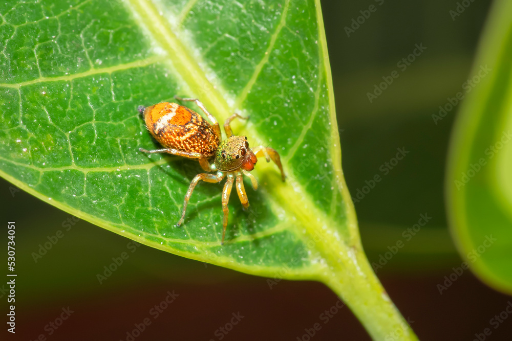 Fototapeta premium Jump spider in the green garden